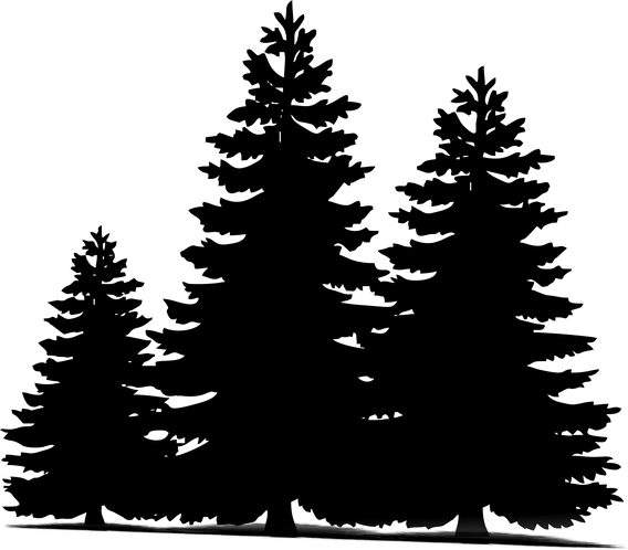 Pine Trees Silhouette
